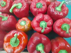 Rabitos de pimiento rojo