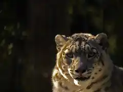 Panthera uncia