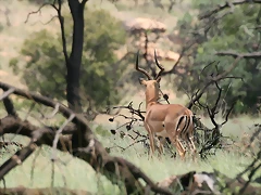 Kgaswane Nature Reserve 14-02-09 345 Kgaswane Nature Reserve 14-02-09 345