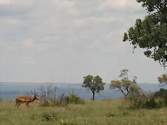 Kgaswane Nature Reserve 14-02-09 302 Kgaswane Nature Reserve 14-02-09 302