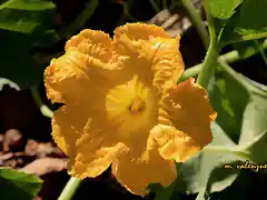 014, flor de calabaza, marca