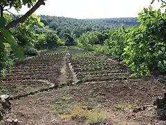 tabla de la huerta