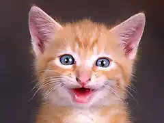 Sonrisa de Gatito_800