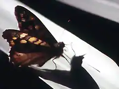 mariposa