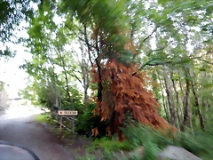 DSCN5225 DSCN5225