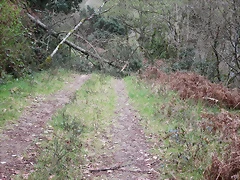 s arbol pista s arbol pista