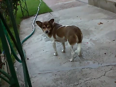 dani 008