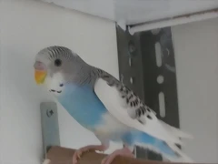 2 pollo  16-4-11