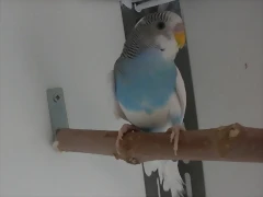 2 pollo 16-4-11