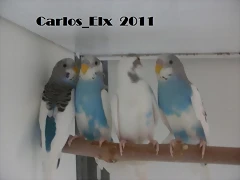 los 4 16-4-11
