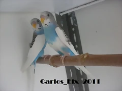1 y 2 pollo  16-4-11