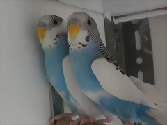 1 y 4 pollo   16-4-11