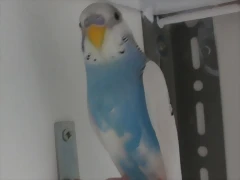 4 pollo  16-4-11