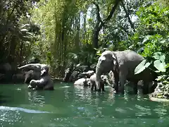 Jungle Cruise