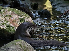 Zoo de Barcelona 23-01-11 823 Zoo de Barcelona 23-01-11 823