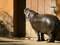 Zoo de Barcelona 23-01-11 854 Zoo de Barcelona 23-01-11 854