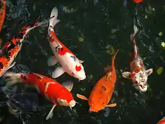 Peces Koi