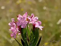 03, ADELFA EN FLOR, MARCA 2