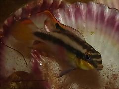 Pelvicachromis pulcher 2 (10-5-23 Zaragoza) Pelvicachromis pulcher 2 (10-5-23 Zaragoza)