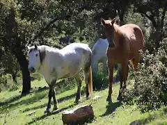 16, caballos junto al camino, marca