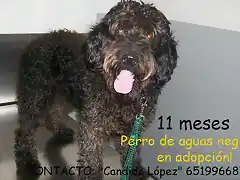 perro de aguas negro