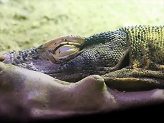 Zoo de Barcelona 24-08-11 294 Zoo de Barcelona 24-08-11 294