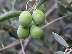 13, aceitunas gordalas, marca