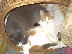 mas gatos