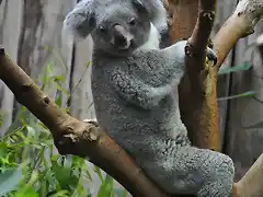 KOALA