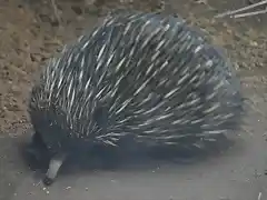 EQUIDNA DE HOCICO CORTO