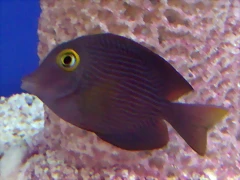 Ctenochaetus strigosus Ctenochaetus strigosus