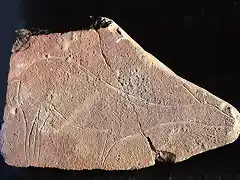 Cierva, plaqueta grabada, cueva de El Parpall, Ganda