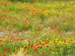 AMAPOLAS LA HOYA