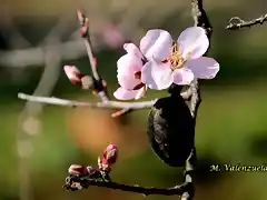 21, flor del almendro, marca