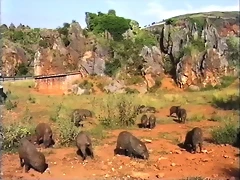 6-Collared peccary