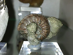 F Amo Amaltheus Jur198M Alemania 20 F Amo Amaltheus Jur198M Alemania 20