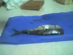 sardina anzuelada