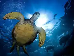 honu