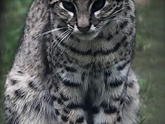 Le Parc des Felins agost 2010 548 Le Parc des Felins agost 2010 548