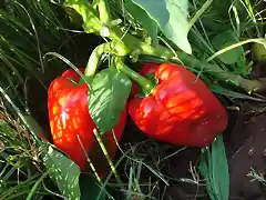 pimientos rojos