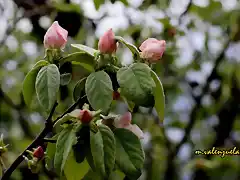 17, flor del membrillo2, marca