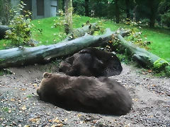 Zoos Wuppertal, Dortmund y Gelsenkirchen 01-10-09 229 Zoos Wuppertal, Dortmund y Gelsenkirchen 01-10-09 229