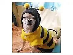 perrito abeja