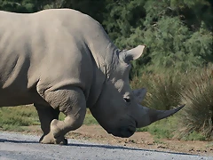 Zoo Lunaret + Sigean 18 i 19-09-10 2641 Zoo Lunaret + Sigean 18 i 19-09-10 2641