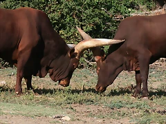 Zoo Lunaret + Sigean 18 i 19-09-10 2682 Zoo Lunaret + Sigean 18 i 19-09-10 2682