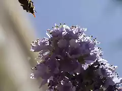 _MG_8671 abeja en vuelo de percoreo II