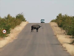Kruger National Park 28-31 mayo 2009 634 Kruger National Park 28-31 mayo 2009 634