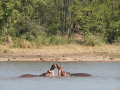 Kruger National Park 28-31 mayo 2009 627 Kruger National Park 28-31 mayo 2009 627