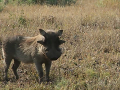Kruger National Park 28-31 mayo 2009 915 Kruger National Park 28-31 mayo 2009 915
