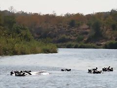 Kruger National Park 28-31 mayo 2009 606 Kruger National Park 28-31 mayo 2009 606